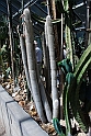 Orto Botanico_180